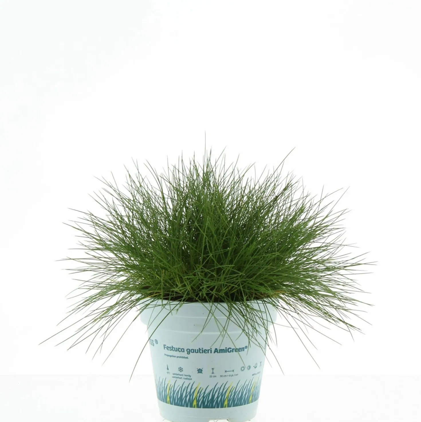 Festuca Ami Green vaso Ø 10,5 cm