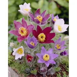 Fiore di Pasqua Pulsatilla vulgaris Pinwheel Trio Mix vaso Ø 13 cm