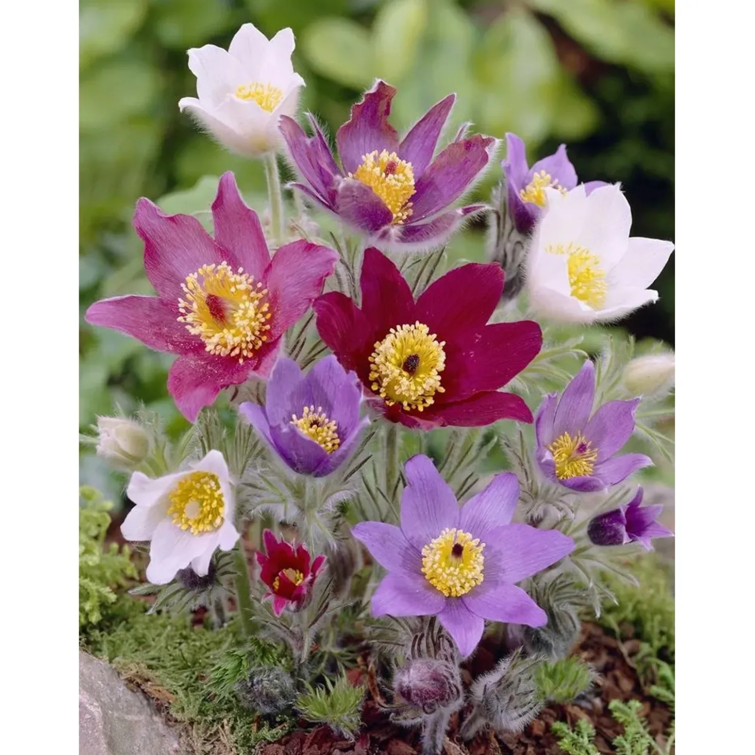 Fiore di Pasqua Pulsatilla vulgaris Pinwheel Trio Mix vaso Ø 13 cm