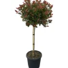 Fotinia "Little Red Robin" Altezza ca. 110 cm Vaso ca. 18 l Photinia