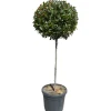 Fotinia "Little Red Robin" Altezza ca. 120 cm Vaso ca. 30 l Photinia