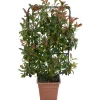 Fotinia Red Robin H ca. 90 cm Vaso ca. 18 l Photinia
