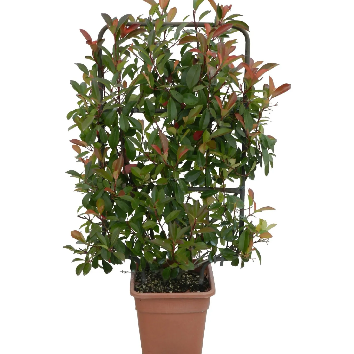 Fotinia Red Robin H ca. 90 cm Vaso ca. 18 l Photinia