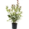 Fotinia serrulata "Red Robin" 80/100 cm