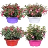 Fuchsia Bella mix vaso 23 cm