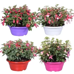 Fuchsia Bella mix vaso 23 cm