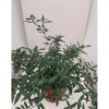Gardenia mix vaso 19 cm