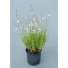 Gaura in diverse varietà