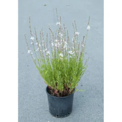 Gaura in diverse varietà