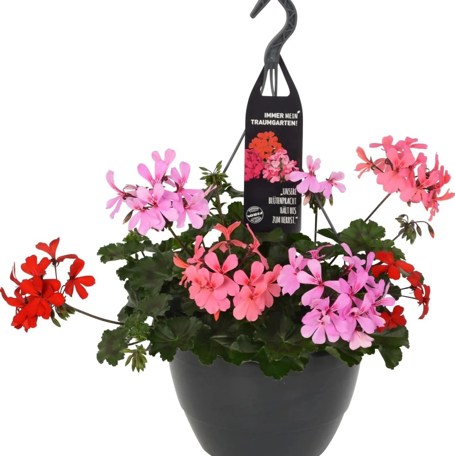 Geranio pensili Dream Garden mix tricolore in vaso Ø 27 cm