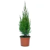 Ginepro cinese Stricta