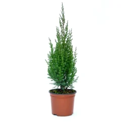 Ginepro cinese Stricta