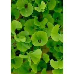 Ginkgo biloba `Mariken`