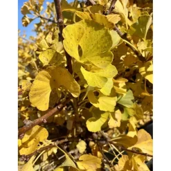 Ginkgo biloba `Mariken`