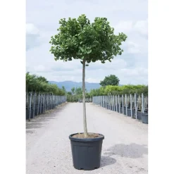 Ginkgo biloba `Mariken`