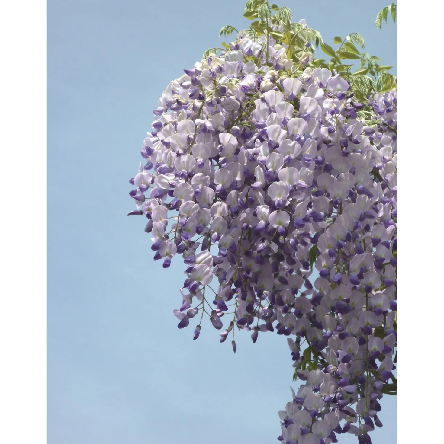 Glicine floribunda "Issai" 150/200 cm