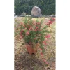 Grevillea `Clearview David`