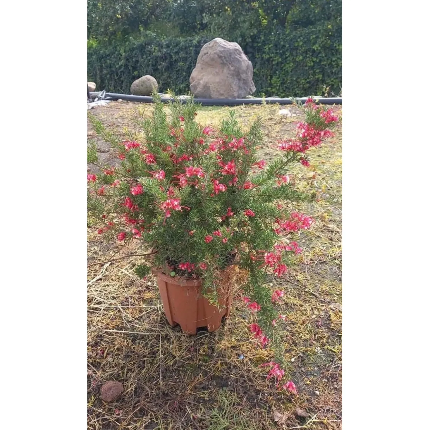 Grevillea `Clearview David`