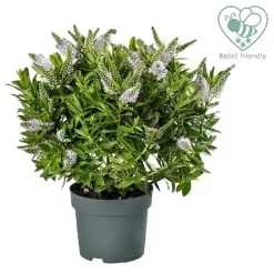 Hebe Addenda mix vaso 15 cm