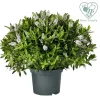 Hebe Addenda mix vaso 23 cm