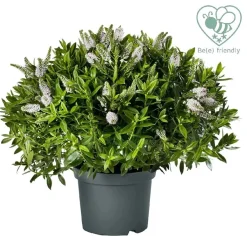 Hebe Addenda mix vaso 23 cm