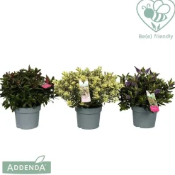 Hebeaddendamix Vaso 19 cm