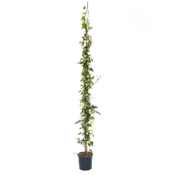 Hedera algeriensis `Gloire de Marengo` - Edera variegata