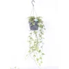 Hedera Heix Yellowripple Vaso 17 cm