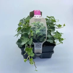 Hedera Helix Valore vaso 9 cm