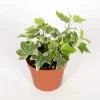 Hedera Helix Vaso 8,5 cm