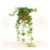 Hedera Helix Verde vaso 13 cm