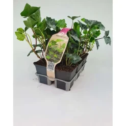 Hedera Hibernica Pack vaso 9 cm