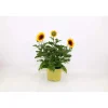 Helianthus Annus Sunbelievable vaso 17 cm