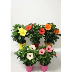 Hibiscus Sinensis Rosa mix vaso 17 cm