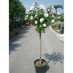 Hibiscus syriacus - Ibisco