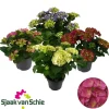 Hydrangea Macrophlla Esterno vaso 23 cm