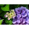 Hydrangea macrophylla - Ortensia