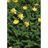 Hypericum calicynum - Iperico