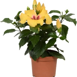 Ibisco rosa HibisQs GROW by OBI Giallo vaso Ø ca. 13 cm