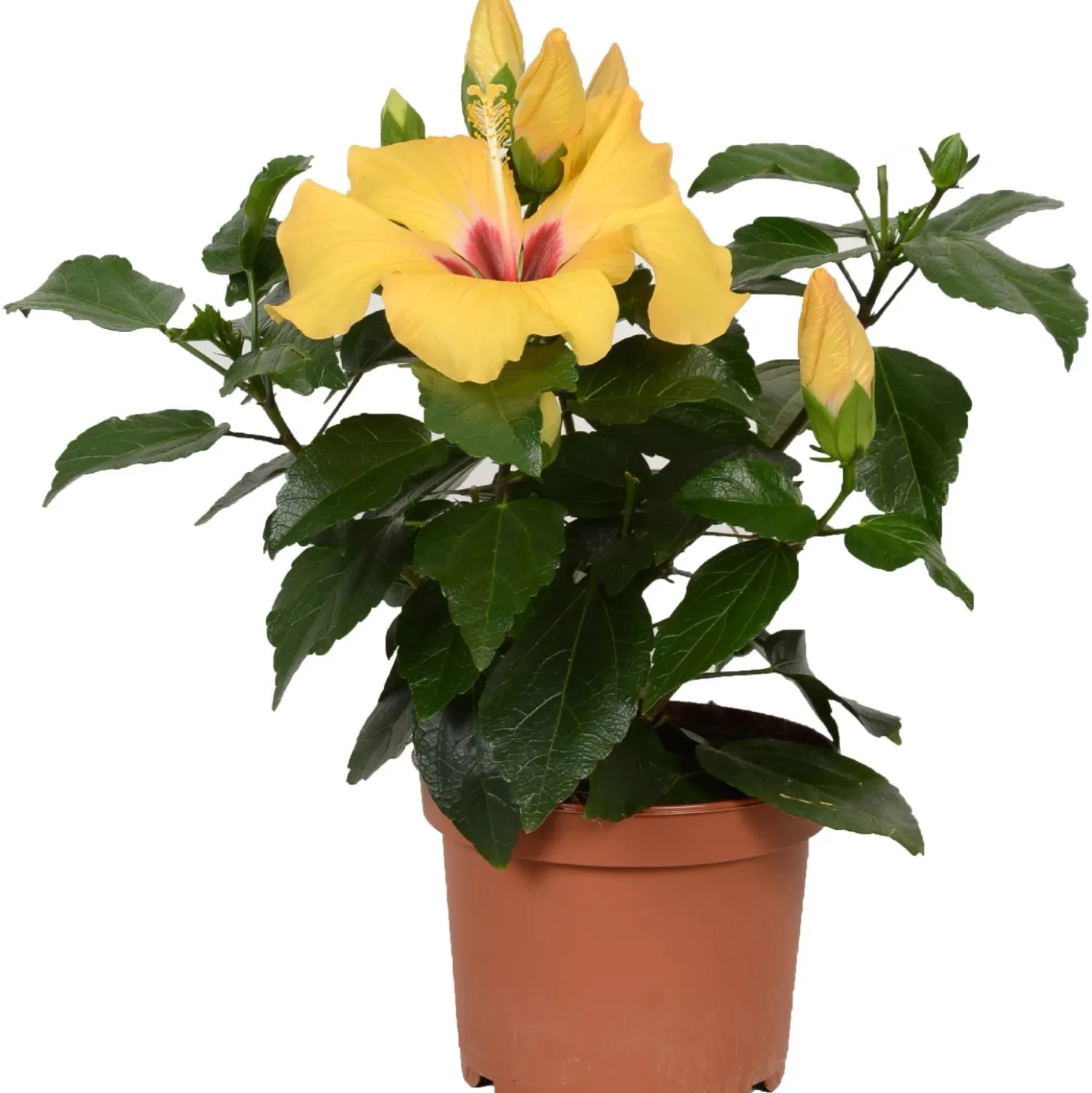 Ibisco rosa HibisQs GROW by OBI Giallo vaso Ø ca. 13 cm