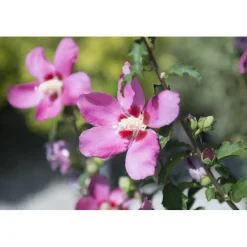 Ibisco syriacus in diverse varietÃ