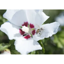 Ibisco syriacus in diverse varietà