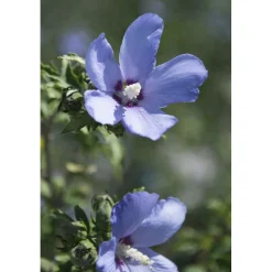 Ibisco syriacus in diverse varietà