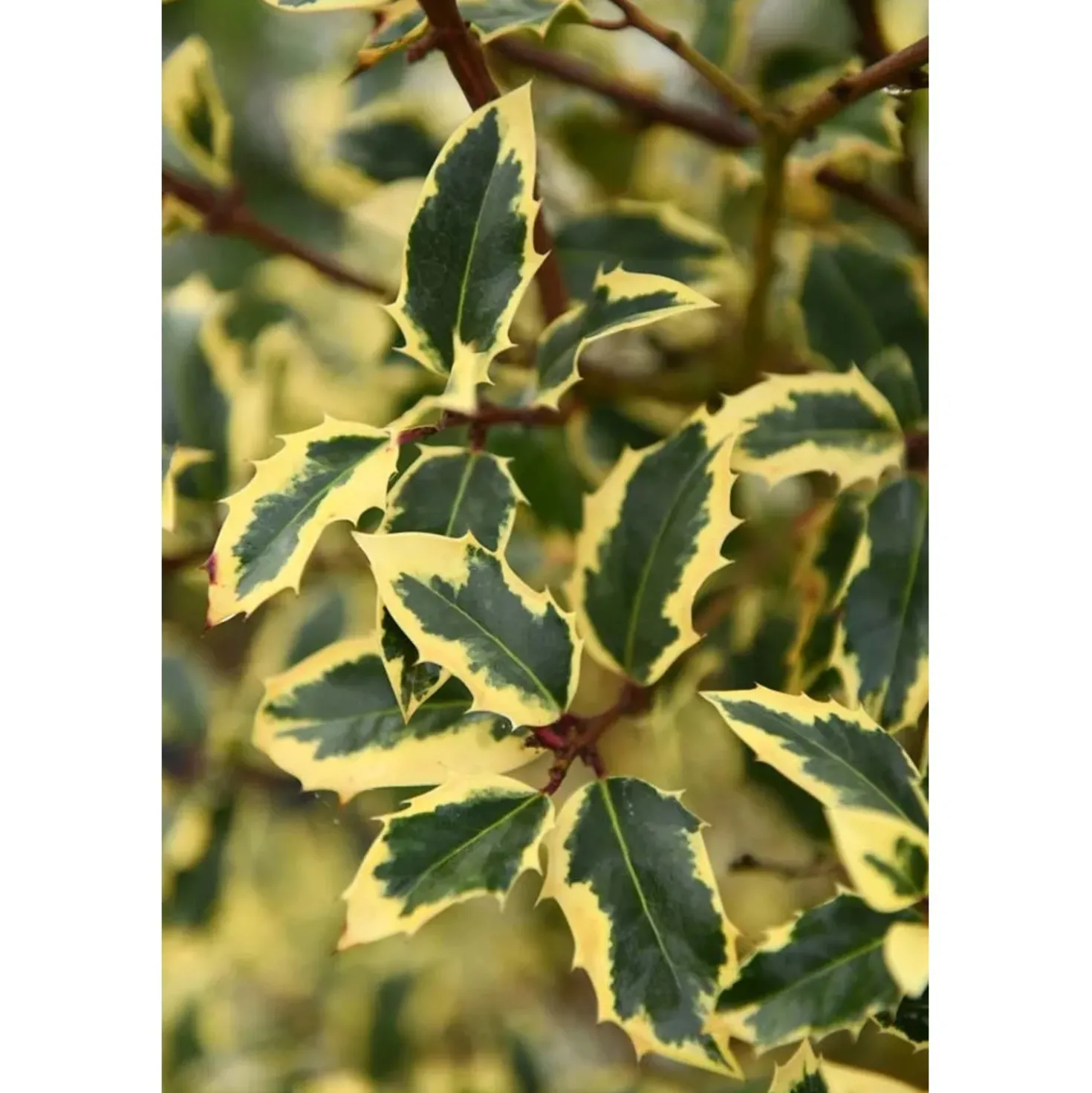 Ilex aquifolium 'Madame Briot' vaso 28 cm