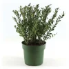 Ilex Crenata vaso 17 cm