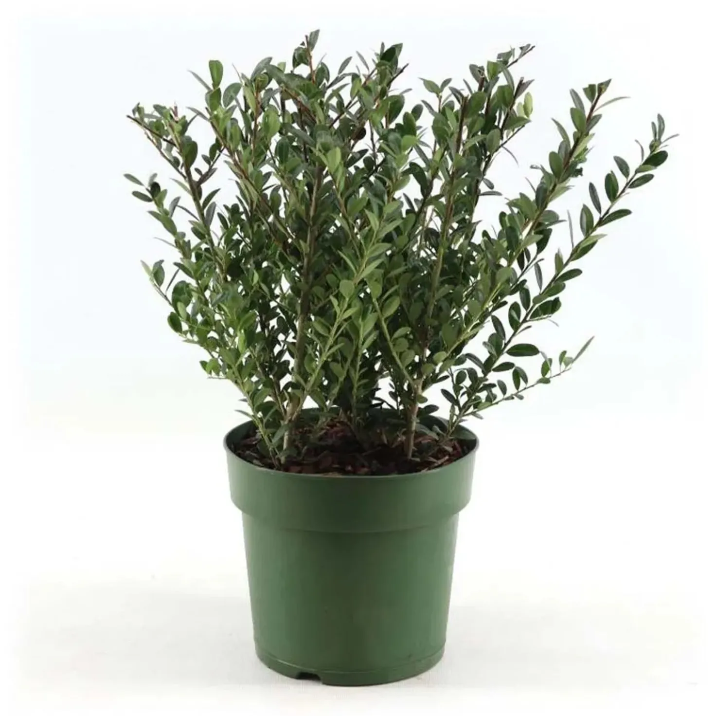Ilex Crenata vaso 17 cm