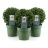 Jenny Ilex crenata vaso Ø 20 cm