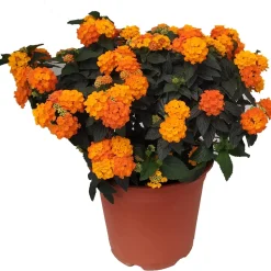 Lantana vaso Ø cm 19