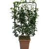 Lauroceraso portoghese "Angustifolia" Altezza ca. 90 cm vaso ca. 18 l