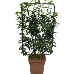 Lauroceraso portoghese "Angustifolia" Altezza ca. 90 cm vaso ca. 18 l